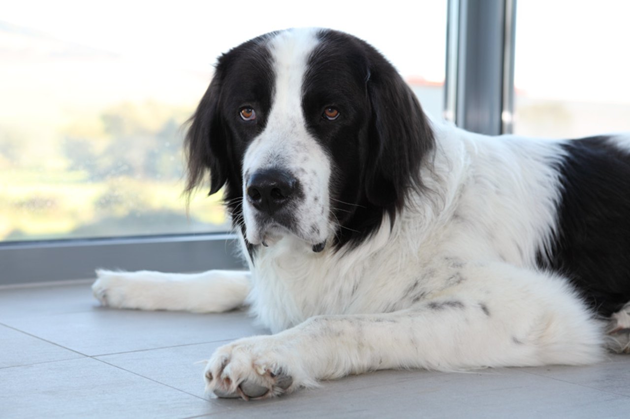 Schwarz-weißer Bernhardinerhund liegt auf hellgrauen Fliesen vor einem großen Fenster.